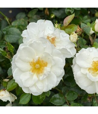 Proven Winner Rose 'Oso Easy Ice Bay' PW 2gal