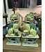 Pair of hand painted fine porcelain yellow/green foo dogs, 14"