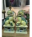 Pair of hand painted fine porcelain yellow/green foo dogs, 14"
