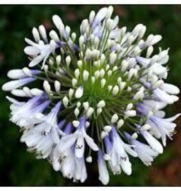 Southern Living Agapanthus Queen Mum 1gal