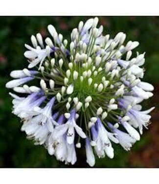 Southern Living Agapanthus Queen Mum 1gal