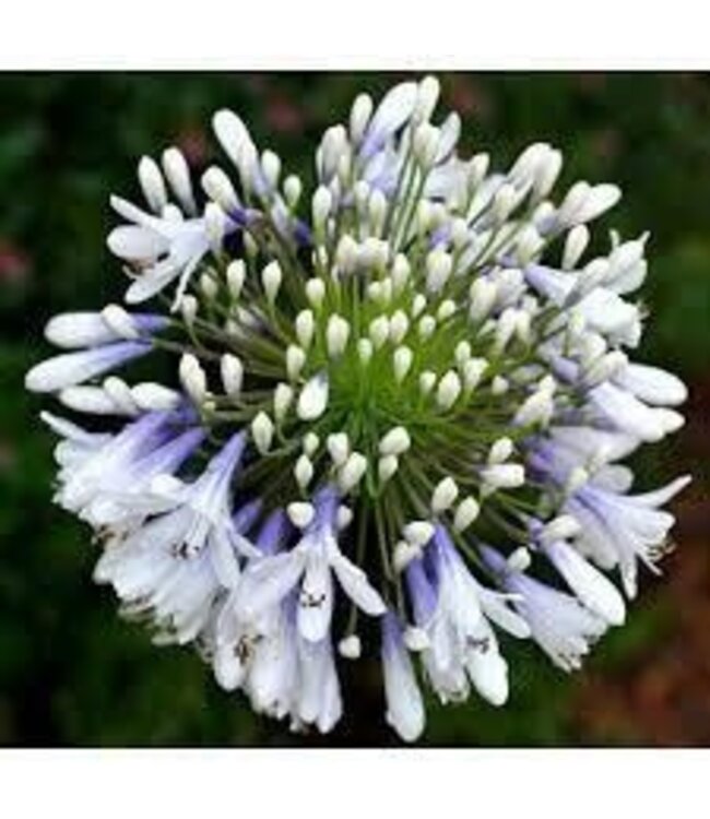 Southern Living Agapanthus Queen Mum 1gal