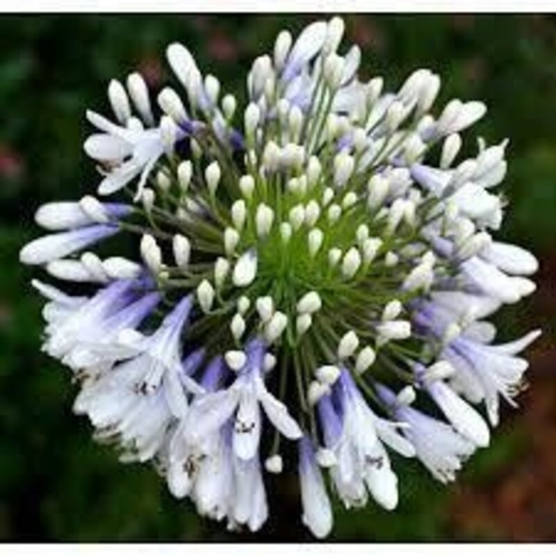 Southern Living Agapanthus Queen Mum 1gal