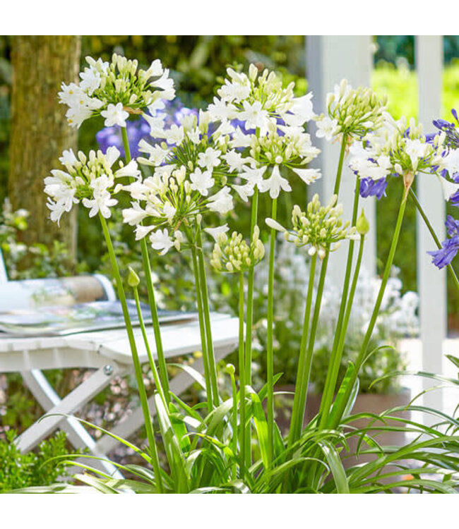 Agapanthus - Ever White 1gal