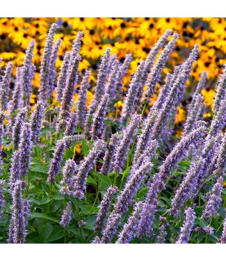 Agastache Blue Fortune 1gal