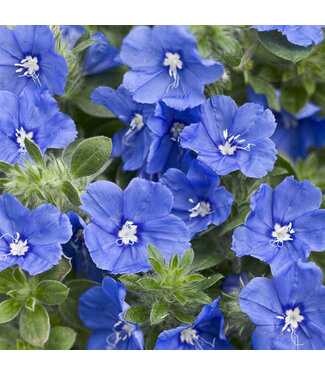 Evolvusus Blue Daze 1gal