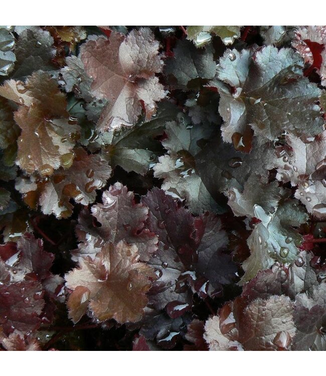 Heuchera Black Beauty 1gal