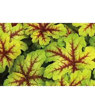 Heucherella Alabama Sunrise 1gal