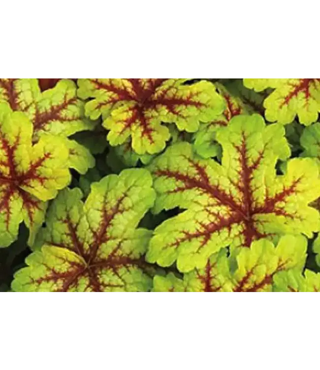 Heucherella Alabama Sunrise 1gal