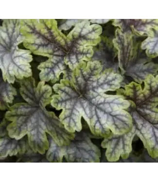 Heucherella Tapestry 1gal