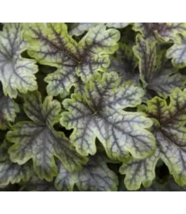 Heucherella Tapestry 1gal