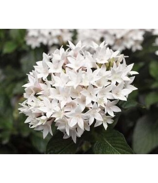 Pentas White 1gal