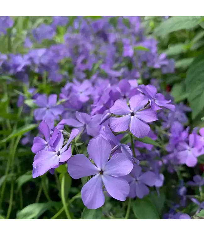 Phlox Blue Moon 1gal