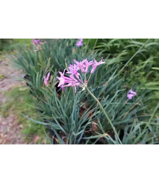 Society Garlic 1gal