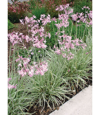 Society Garlic Variegated 1gal