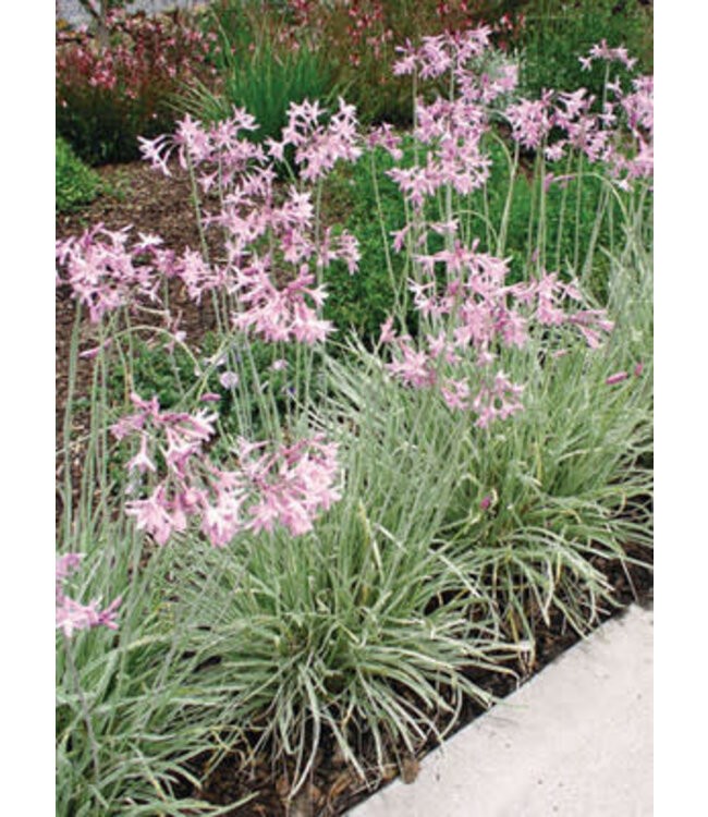Society Garlic Variegated 1gal
