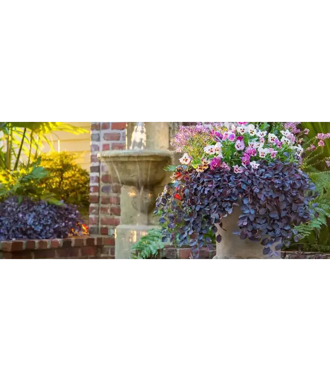 Southern Living LOROPETALUM 'PURPLE PIXIE ' 3G