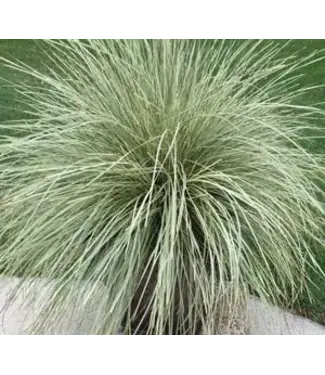 Southern Living Lomandra Platinum Beauty 2G