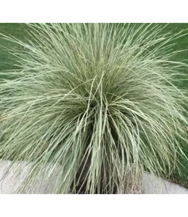 Southern Living Lomandra Platinum Beauty 2G
