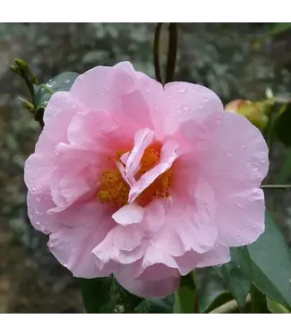 Camellia Sasanqua Cotton Candy 7gal