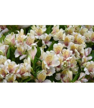Proven Winner Alstroemeria 'Inticancha Magic White' (Peruvian Lilly) 6"