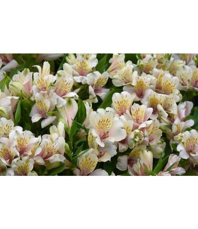 Proven Winner Alstroemeria 'Inticancha Magic White' (Peruvian Lilly) 6"