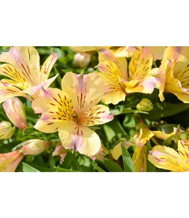 Proven Winner Alstroemeria 'Inticancha SunShine' (Peruvian Lilly) 6"