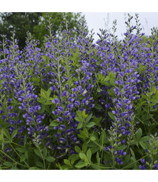Proven Winner Baptisia Decadence 'Blueberry Sundae' PW 1gal