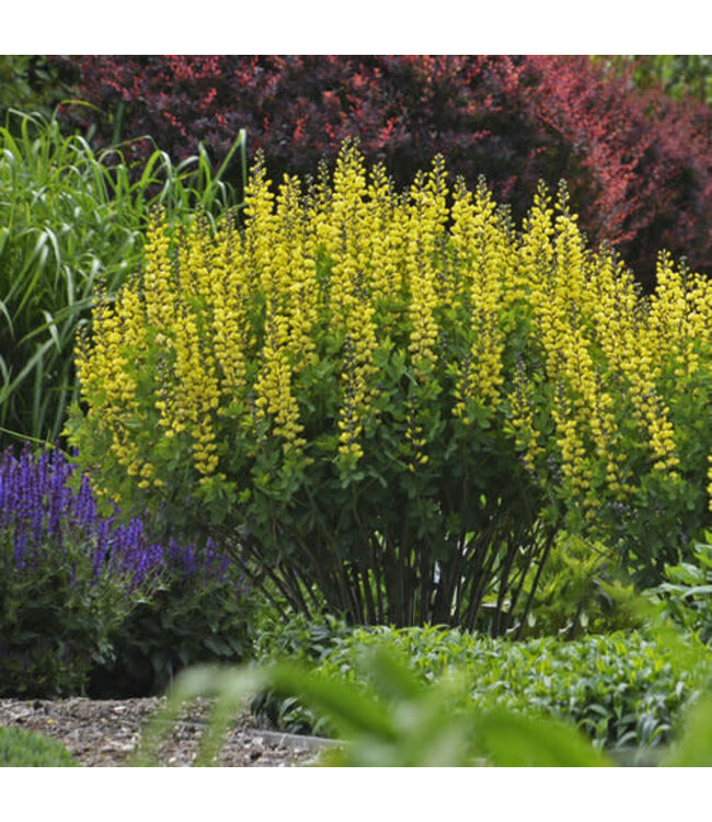 Proven Winner Baptisia Decadence 'Lemon Meringue' PW 1gal