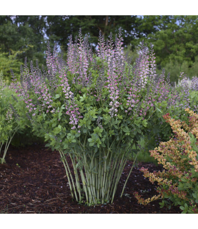 Proven Winner Baptisia Decadence 'Pink Truffles' PW 1gal