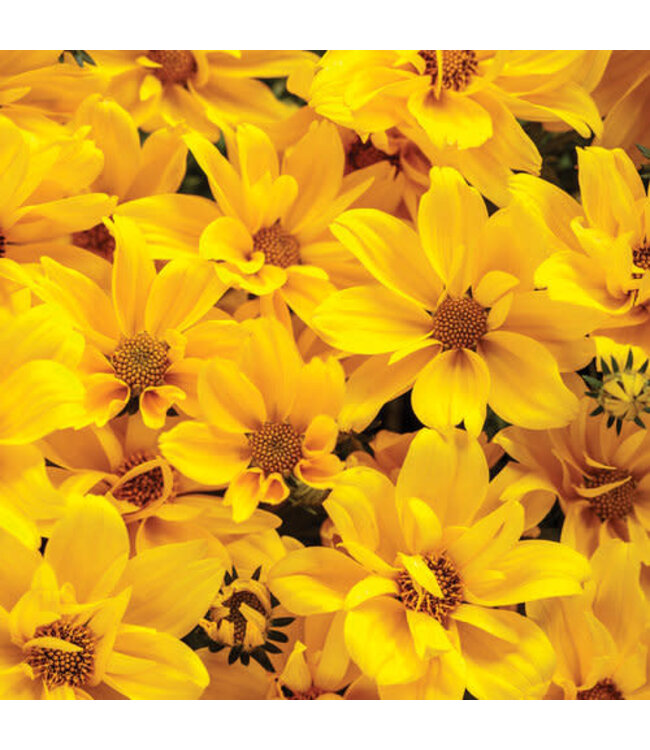 Proven Winner Bidens Goldilocks Rock PW 1q