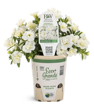 Proven Winner Calibrachoa 'Double White' PW 1q