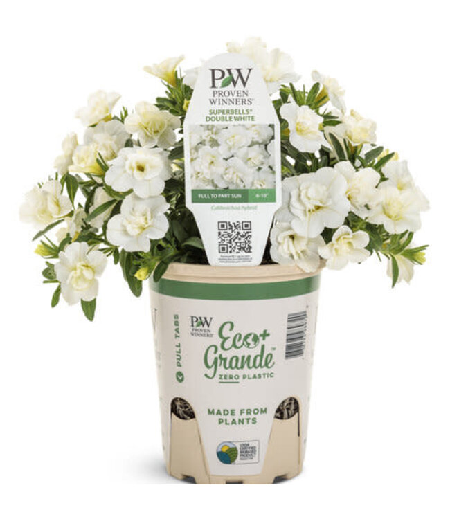 Proven Winner Calibrachoa 'Double White' PW 1q