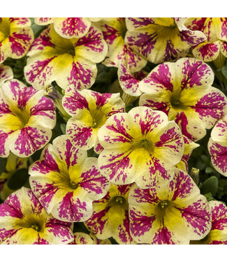 Proven Winner Calibrachoa 'Holy Moly!' PW 1q