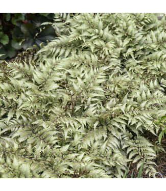 Fern "Athyrium Godzilla" (Giant Japanese Painted Fern) 8"