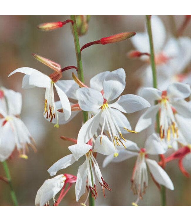 Gaura Stratosphere White PW 1q