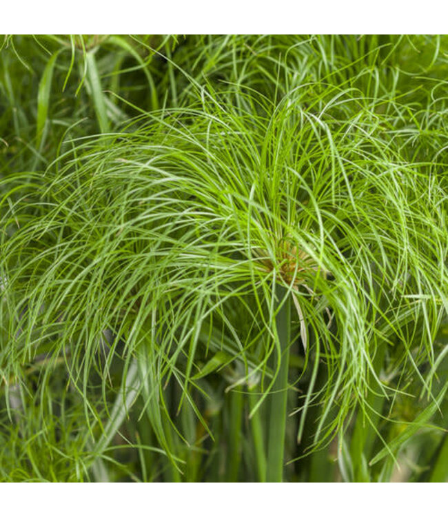 Proven Winner Grass Prince Tut PW 6"