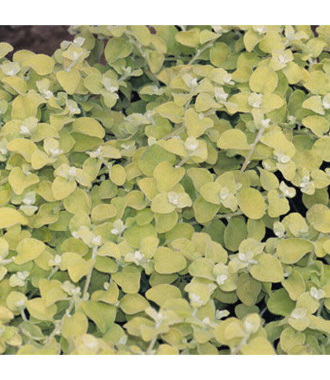 Proven Winner Helichrysum 'Lemon Licorice' PW 1q