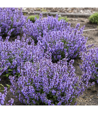 Proven Winner Nepeta 'Cat's Pajamas' PW 1gal