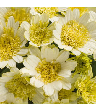 Proven Winner Osteospermum 'Bright Lights Double Moonglow' PW 1q