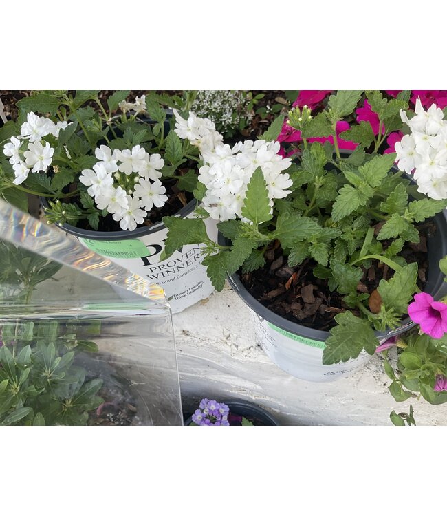 Trailing Verbena Asst PW 1Q