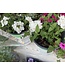 Trailing Verbena Asst PW 1Q