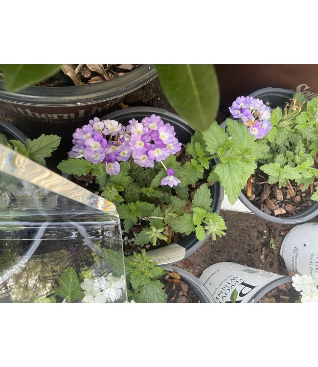 Trailing Verbena Asst PW 1Q