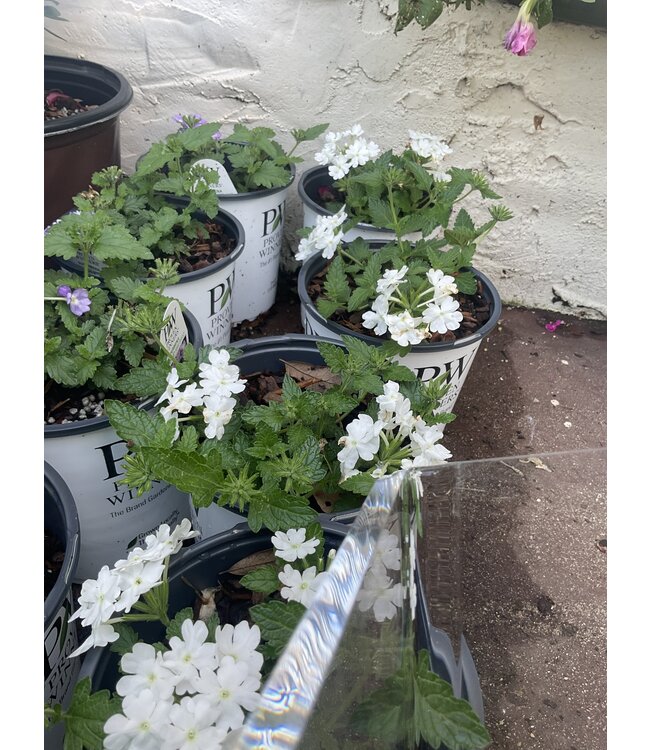Trailing Verbena Asst PW 1Q