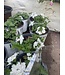 Trailing Verbena Asst PW 1Q