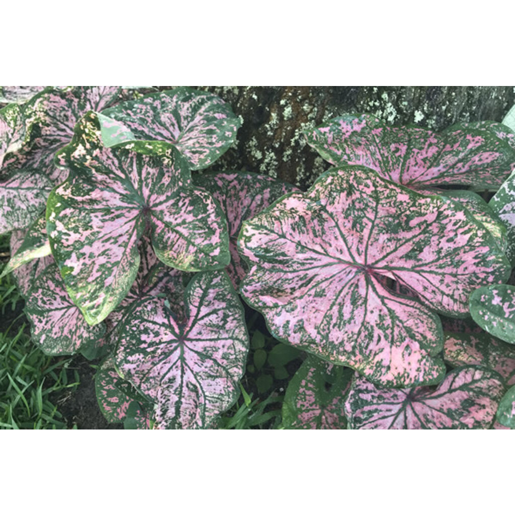 Caladium Florida Elise #1