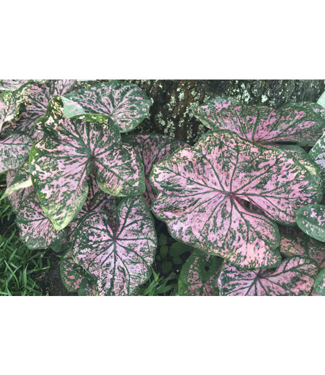 Caladium Florida Elise #1