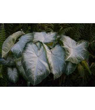 Caladium Aaron #1