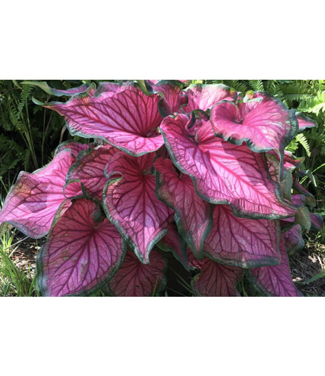 Caladium - Sizzle Jumbo