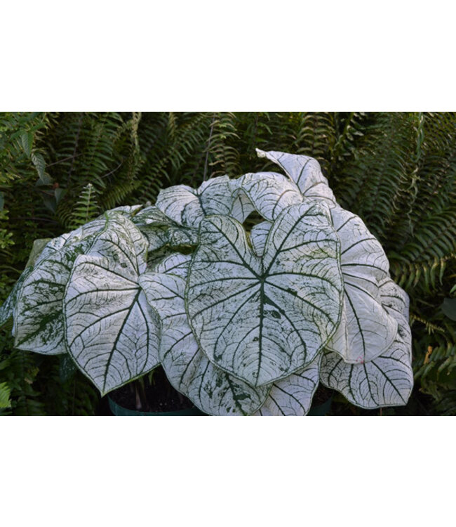 Caladium Candidum #1